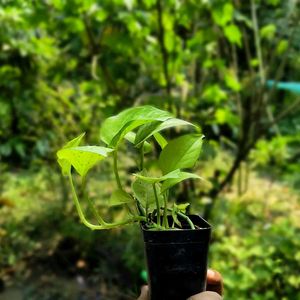 Assorted Plants ( 2Varieties )