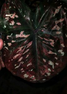 Thai variety caladium