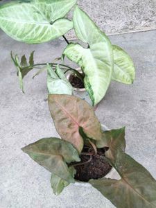 Assorted snygonuim Plants with fish bone secculent