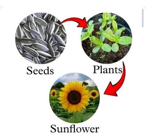 Sunflower Seeds For Gardening