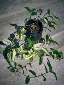 Assorted Indoor Plants
