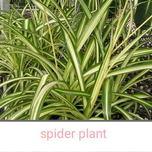 11 Plants Mixed Varieties Well Rooted