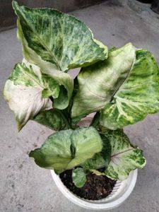 combo plants.