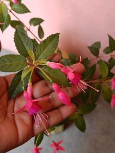 Fushia Live Plant