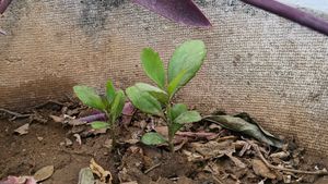 bryophyllum Plant Saplings