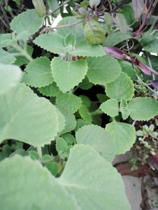 ajwain plant