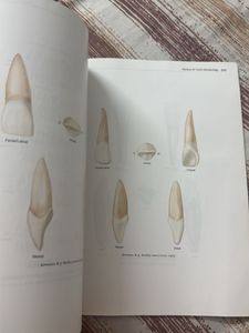 Wheeler's Dental Anatomy, Physiology and Occlusion