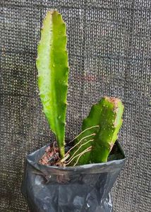Bay 1 Get  One Free Red Dragon Fruit Plant 🌵🌵