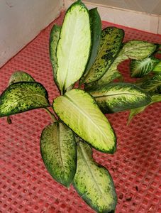 CosaCentrum Dieffenbachia &amp; Arrowhead plant 🪴