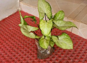 Pack 2 Arrowhead Plants