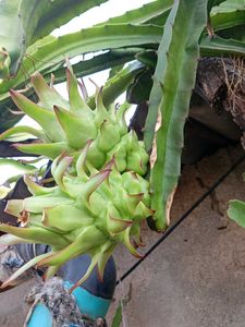 Dragon Fruit Live Plant