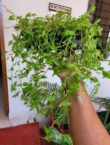 Pack 2 Zabrinic &amp;.Tradescantia fluminensis plants
