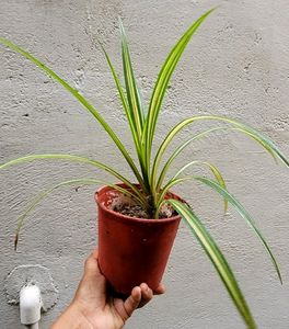 Set 2 Never..&amp; Pandanus veitchii Plant 🪴&amp; Pot