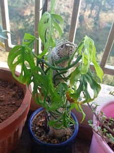 Broken Heart Plant... Goodluck Plant