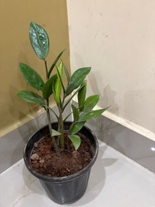 ZZ Plant in Black Pot