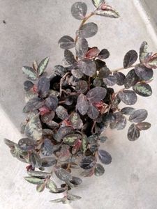 Variegated  and hanging plants