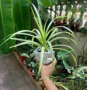 Set 2 Pandanus veitchii Plant 🌵