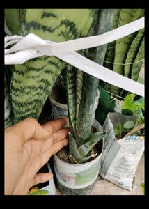 4 Plant combo