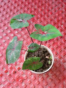 Caladium Biclor Plant🌵&amp; Pot