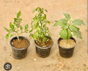 SALE!! Vegetable & Flower Plants (Set of 4)