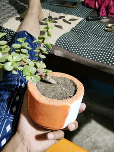 Jade Plant With Pot