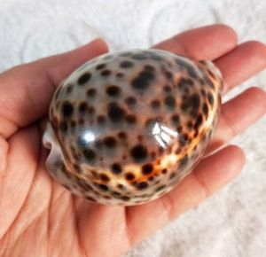 Tiger Cowrie Sea Shell