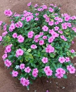 Vibrant Pink Periwinkle Flowers plant