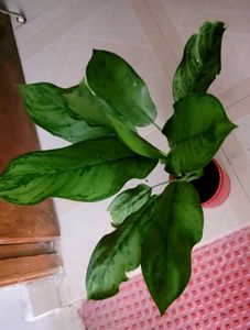 Set 2 Money &amp; Dieffenbachla Segulne Plants