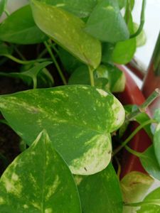 Moneyplant/Pothos