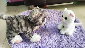 Stuffed Animal Cats