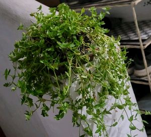 Tradescantia fluminensis.plants &amp; pot