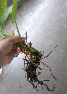 Philodendron golden calkins