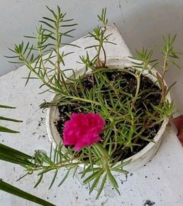 🌵Portulaca grandiflora plant & Pot