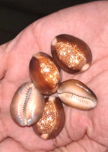 5 Natural Kala Raja Cowrie Shells