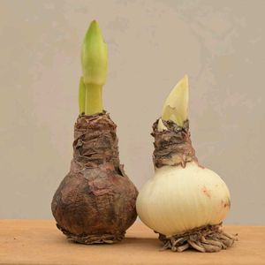 Amaryllis lilly bulb