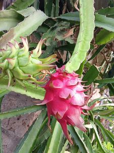 Dragon Fruit Live Plant