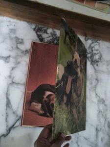 Everyone's Book of Dogs