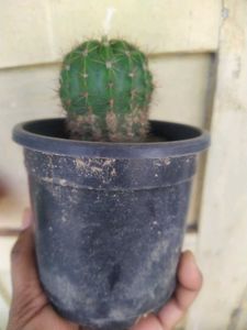 Ball Cactus Healthy Plant