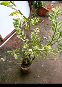 Combo. Of Hanging Basket Plant And Devil's Backbon