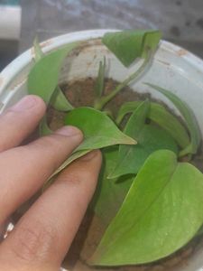 Real Rooted Pothos Plant Saplings, 5 in one