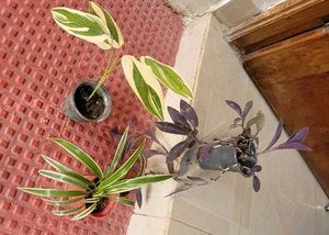3 Set Pandanus veitchii &amp; Never.. &amp;Purple Heart pl
