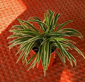 🌵 Plant Chlorophytum laxum &amp; Pot