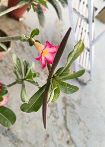 Desert Rose cutting seeds