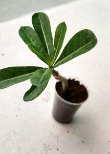 Adenium Plant