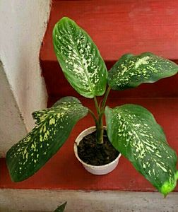 Dieffenbachias Amoen Plant 🌵&amp; pot
