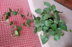 Evergreen Money Plant 🪴 &amp; pot