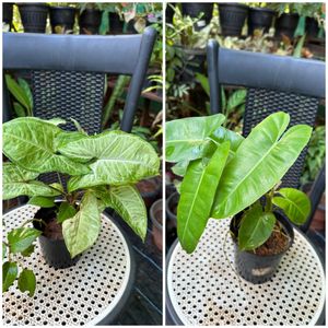 14 Live Root Plants