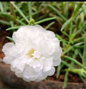 Table Rose