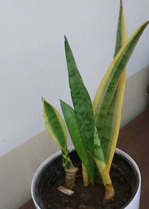Snake Plant in White Pot