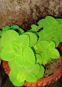 4 Different Types Of Rooted Live Plants